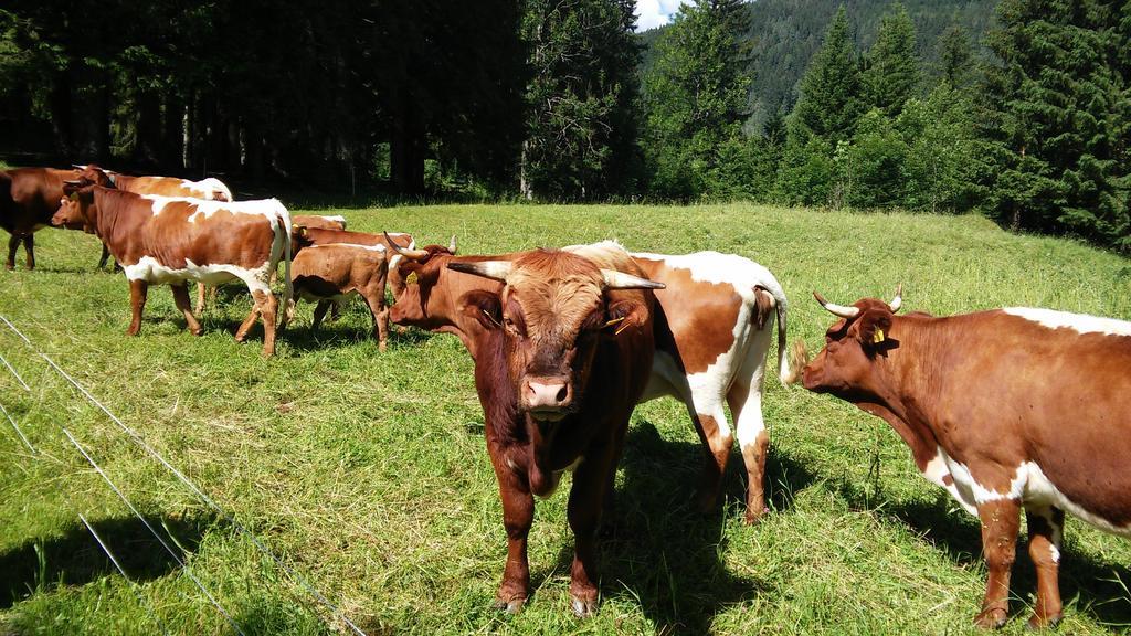 Hotel Tourist Farm Pri Ratu Selnica ob Dravi Zewnętrze zdjęcie