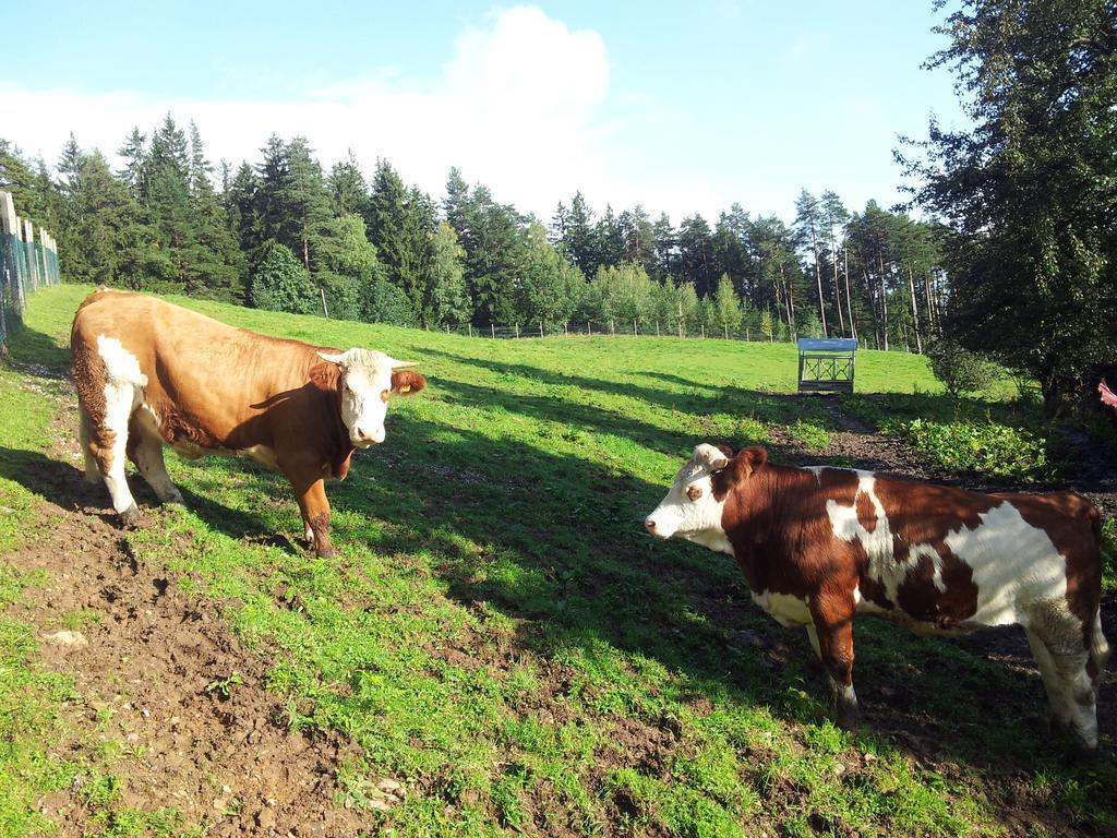 Hotel Tourist Farm Pri Ratu Selnica ob Dravi Zewnętrze zdjęcie